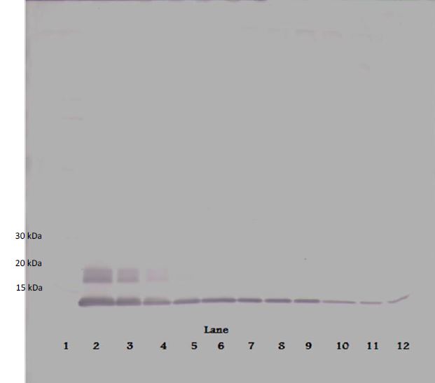 Western blot - Biotin Anti-MCP2 antibody (AB271251), expandable thumbnail