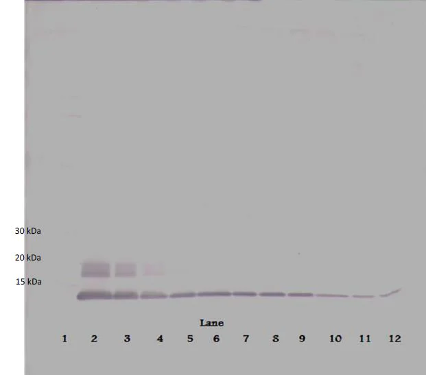 Western blot - Biotin Anti-MCP2 antibody (AB271251)