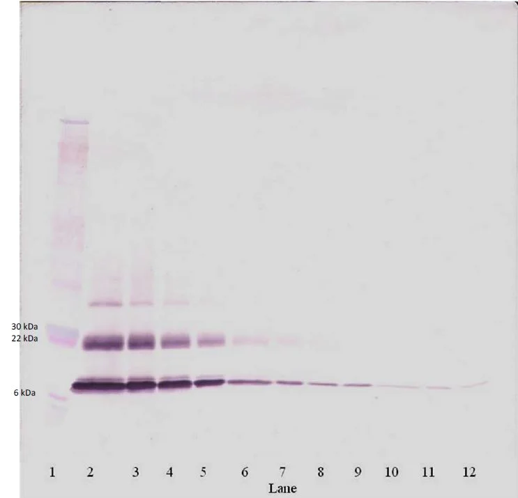 Western blot - Biotin Anti-MCP3 antibody (AB271252)