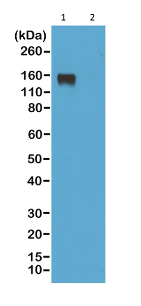 Western blot - Biotin Anti-Mouse IgG2a antibody [RM219] (AB222764)