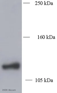 Western blot - Biotin Anti-Myc tag antibody (AB34773)