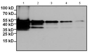 Western blot - Biotin Anti-Myc tag antibody [Myc.A7] (AB173829)