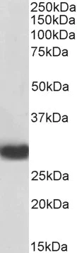 Western blot - Biotin Anti-MyD88 antibody (AB212021)