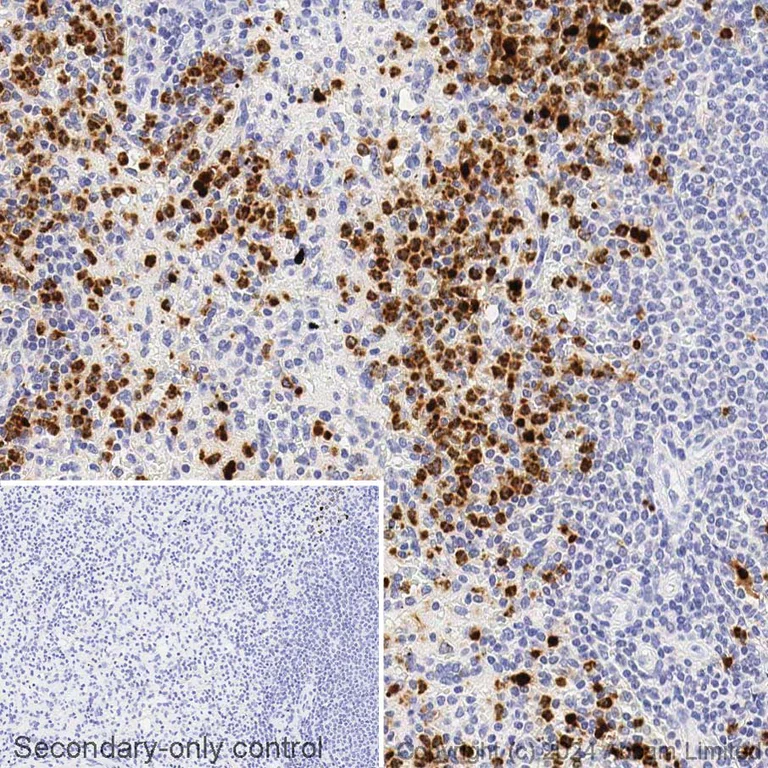 Immunohistochemistry (Formalin/PFA-fixed paraffin-embedded sections) - Biotin Anti-Myeloperoxidase antibody [EPR20257] (AB322301)