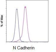 Flow Cytometry - Biotin Anti-N Cadherin antibody [8C11] (AB93524)