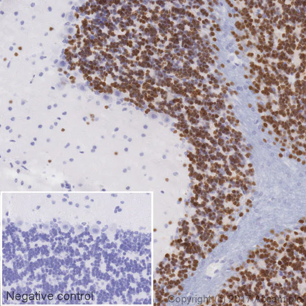 Immunohistochemistry (Formalin/PFA-fixed paraffin-embedded sections) - Biotin Anti-NeuN antibody [EPR12763] - Neuronal Marker (AB204681)