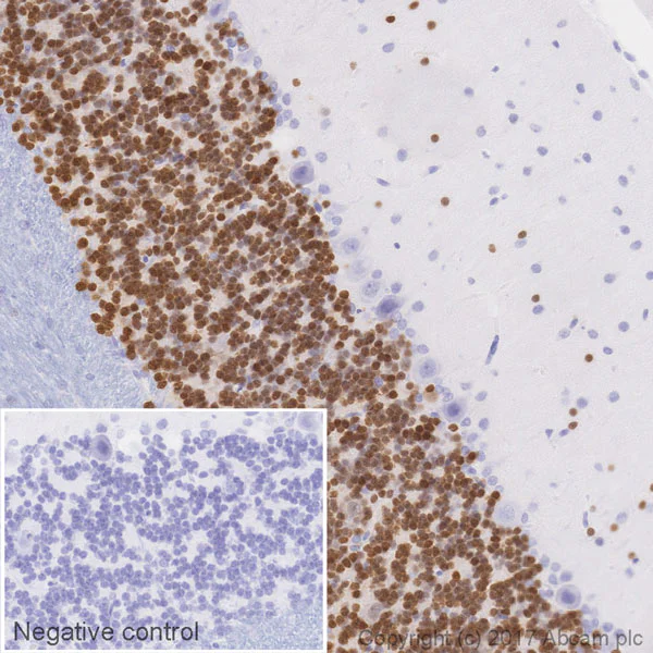 Immunohistochemistry (Formalin/PFA-fixed paraffin-embedded sections) - Biotin Anti-NeuN antibody [EPR12763] - Neuronal Marker (AB204681)