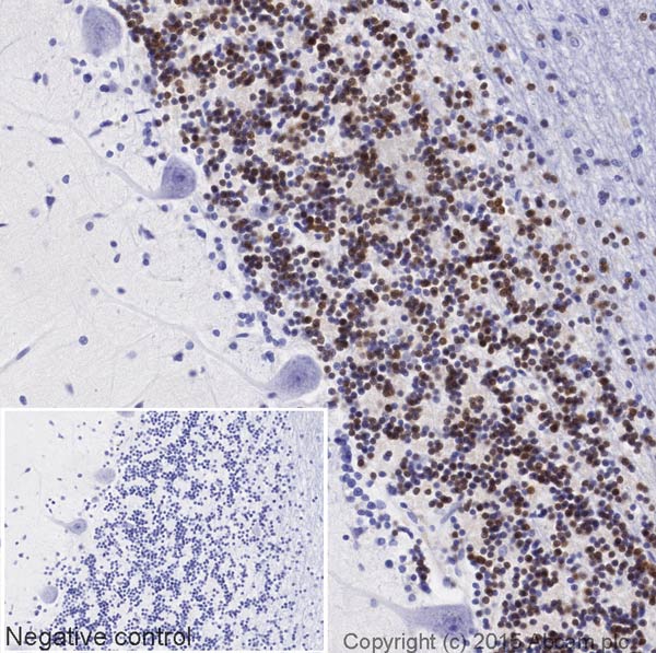 Immunohistochemistry (Formalin/PFA-fixed paraffin-embedded sections) - Biotin Anti-NeuN antibody [EPR12763] - Neuronal Marker (AB204681), expandable thumbnail