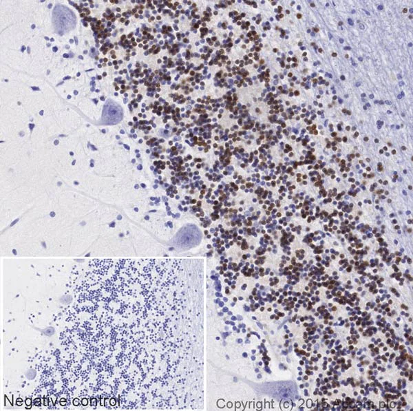 Immunohistochemistry (Formalin/PFA-fixed paraffin-embedded sections) - Biotin Anti-NeuN antibody [EPR12763] - Neuronal Marker (AB204681)