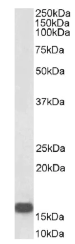 Western blot - Biotin Anti-Neurogranin antibody (AB240487)
