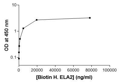 ELISA - Biotin Anti-Neutrophil Elastase antibody (AB79962)