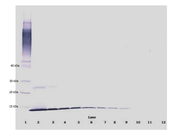 Western blot - Biotin Anti-NGF antibody (AB271277)
