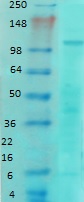 Western blot - Biotin Anti-NMDAR1 antibody [N308/48] (AB183434)
