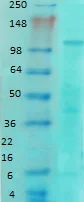 Western blot - Biotin Anti-NMDAR1 antibody [N308/48] (AB183434)
