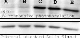 Western blot - Biotin Anti-Phosphoserine antibody (AB9335)
