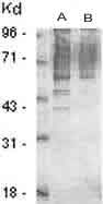 Western blot - Biotin Anti-Phosphothreonine antibody (AB9340)