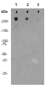 Western blot - Biotin Anti-Polyethylene glycol antibody [PEG-B-47b] (AB53449), expandable thumbnail