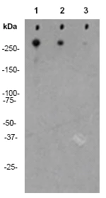 Western blot - Biotin Anti-Polyethylene glycol antibody [PEG-B-47b] (AB53449)