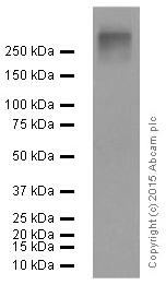 Western blot - Biotin Anti-Polyethylene glycol antibody [PEG-B-47b] (AB53449), expandable thumbnail