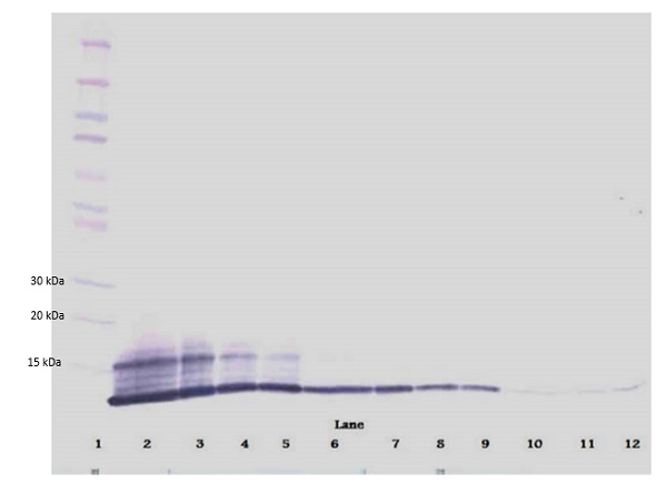 Western blot - Biotin Anti-RANTES antibody (AB83135), expandable thumbnail