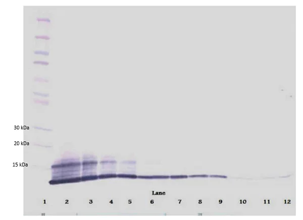 Western blot - Biotin Anti-RANTES antibody (AB83135)