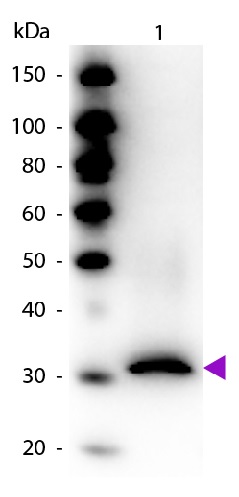 Western blot - Biotin Anti-RFP antibody (AB34771)