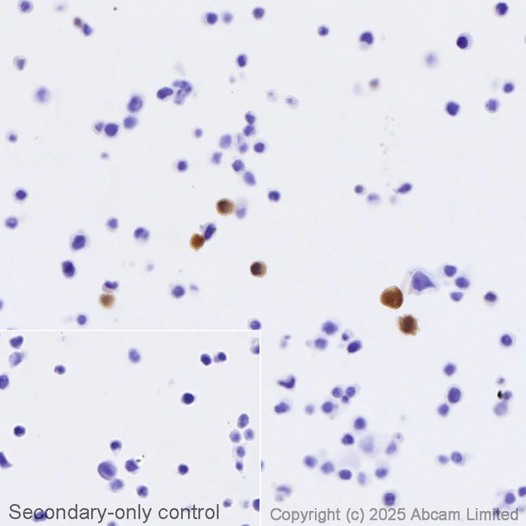 Immunohistochemistry (Formalin/PFA-fixed paraffin-embedded sections) - Biotin Anti-RFP antibody [EPR28246-45] (AB323934)
