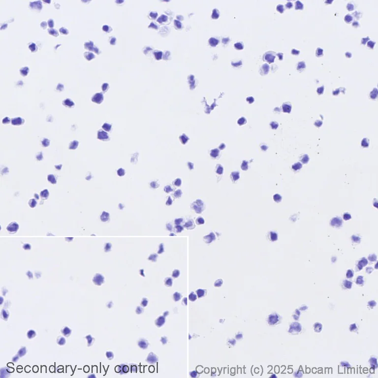 Immunohistochemistry (Formalin/PFA-fixed paraffin-embedded sections) - Biotin Anti-RFP antibody [EPR28246-45] (AB323934)