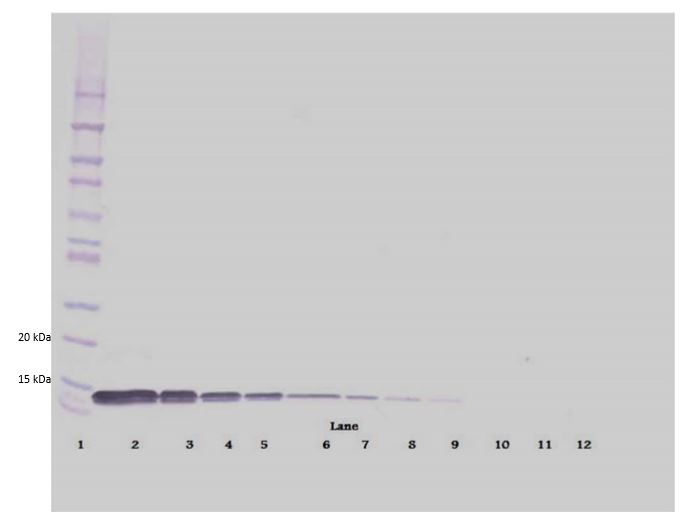 Western blot - Biotin Anti-SDF1 beta antibody (AB271279), expandable thumbnail