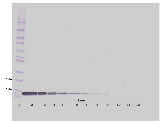 Western blot - Biotin Anti-SDF1 beta antibody (AB271279)