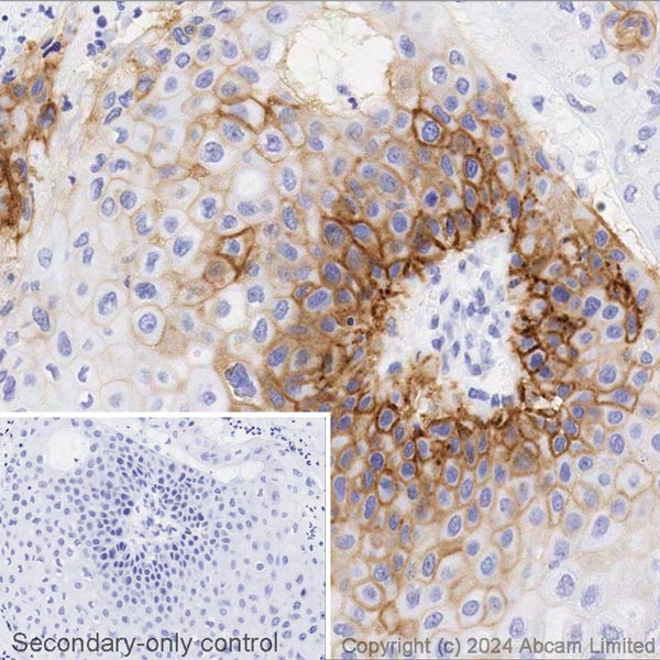Immunocytochemistry/ Immunofluorescence - Biotin Anti-SLC7A5/LAT1 antibody [EPR17573] (AB317767), expandable thumbnail