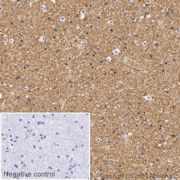 Immunohistochemistry (Formalin/PFA-fixed paraffin-embedded sections) - Biotin Anti-Sodium Potassium ATPase antibody [EP1845Y] - Plasma Membrane Loading Control (AB198366), expandable thumbnail