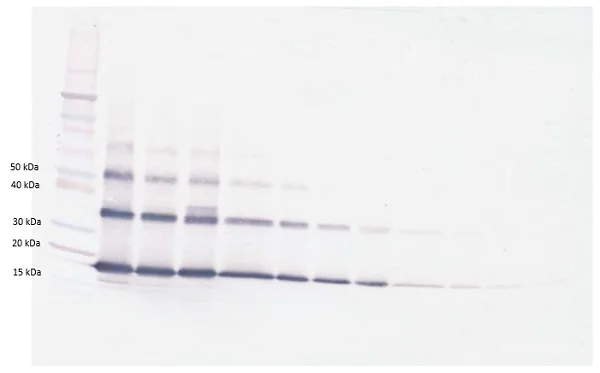 Western blot - Biotin Anti-sRANKL antibody (AB83145)