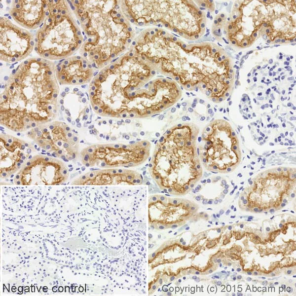 Immunohistochemistry (Formalin/PFA-fixed paraffin-embedded sections) - Biotin Anti-Syntaxin 3 antibody [EPR8543] (AB201528)