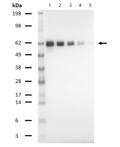 Western blot - Biotin Anti-T7 tag® antibody (AB81661)