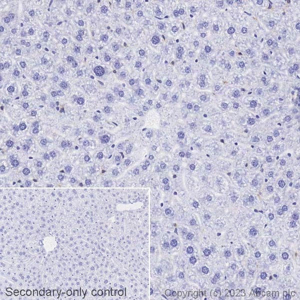 Immunohistochemistry (Formalin/PFA-fixed paraffin-embedded sections) - Biotin Anti-Tau (phospho T205) antibody [EPR23505-13] (AB314404)