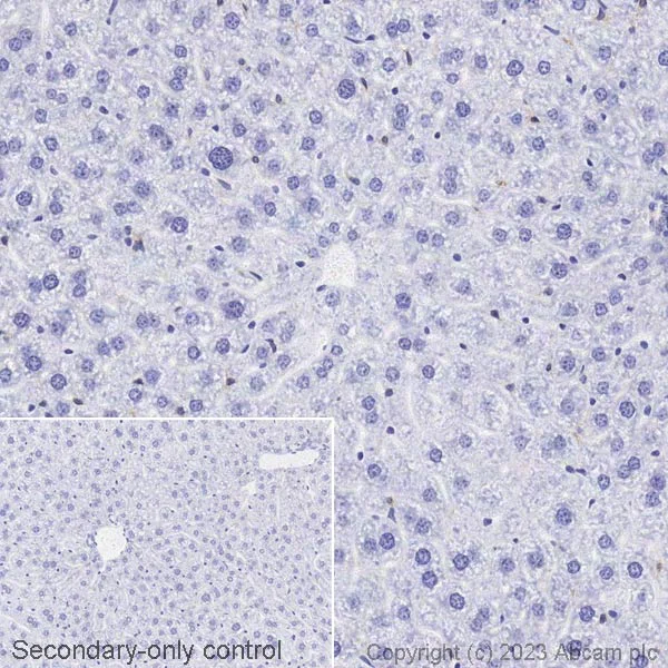 Immunohistochemistry (Formalin/PFA-fixed paraffin-embedded sections) - Biotin Anti-Tau (phospho T205) antibody [EPR23505-13] (AB314404)