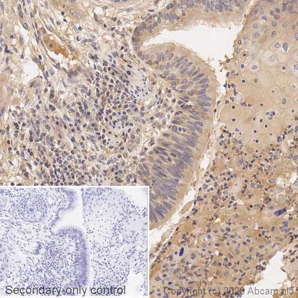 Immunohistochemistry (Formalin/PFA-fixed paraffin-embedded sections) - Biotin Anti-Tissue Plasminogen Activator antibody [EPR7232(2)] (AB314267)