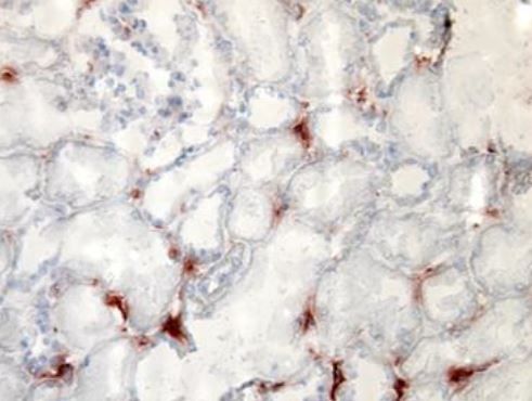 Immunohistochemistry (Frozen sections) - Biotin Anti-TLR2 antibody [TL2.1] (AB9101)