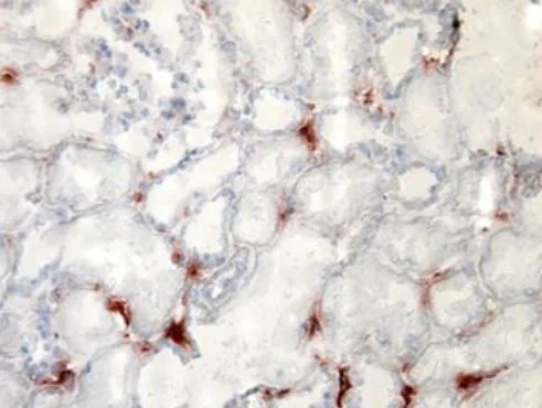 Immunohistochemistry (Frozen sections) - Biotin Anti-TLR2 antibody [TL2.1] (AB9101)