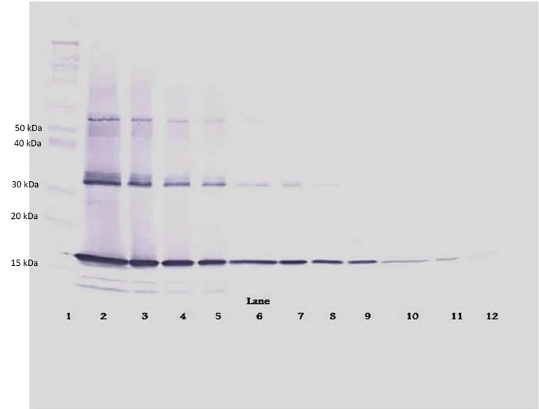 Western blot - Biotin Anti-TNF alpha antibody (AB271247)