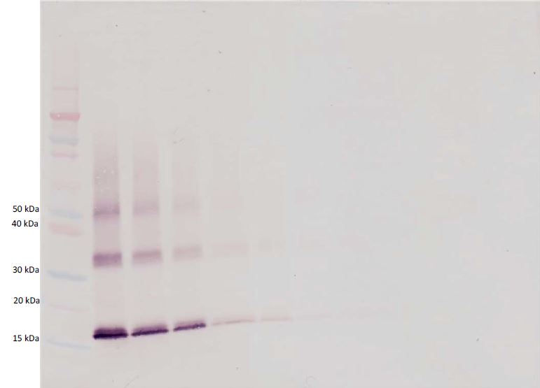 Western blot - Biotin Anti-TPO antibody (AB271257), expandable thumbnail