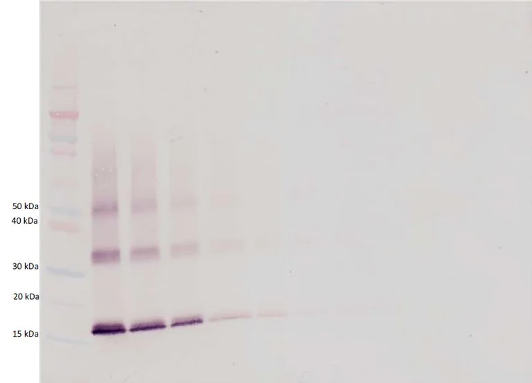 Western blot - Biotin Anti-TPO antibody (AB271257)