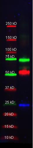 Western blot - Biotin Anti-Transferrin antibody - Serum Loading Control (AB34673), expandable thumbnail