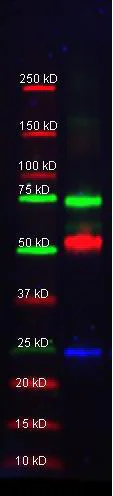 Western blot - Biotin Anti-Transferrin antibody - Serum Loading Control (AB34673)