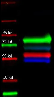 Western blot - Biotin Anti-Transferrin antibody - Serum Loading Control (AB34673)