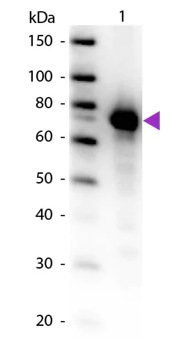Western blot - Biotin Anti-Transferrin antibody - Serum Loading Control (AB34673)