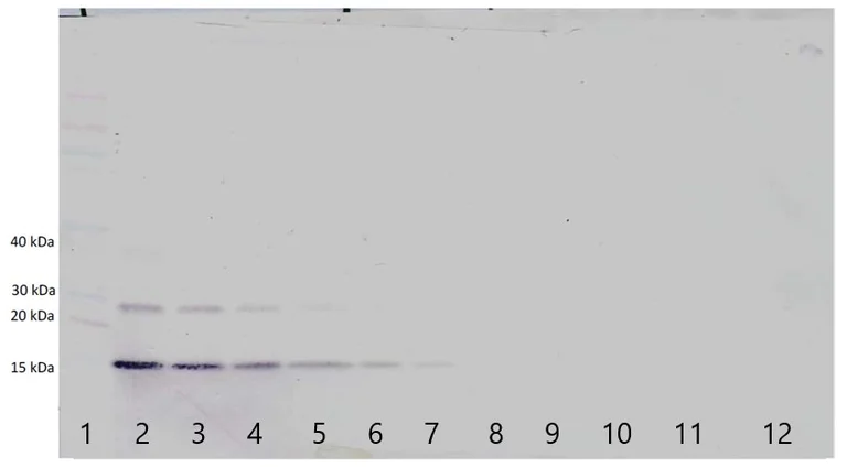 Western blot - Biotin Anti-TSLP antibody (AB84247)