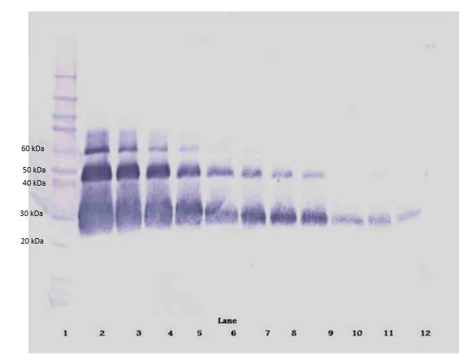Western blot - Biotin Anti-VEGF 165A antibody (AB271201)