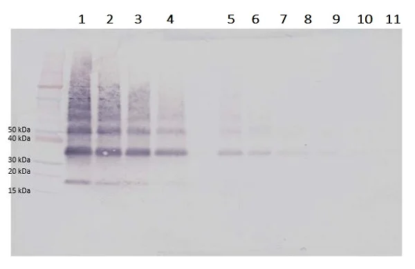 Western blot - Biotin Anti-VEGFB antibody (AB233505)